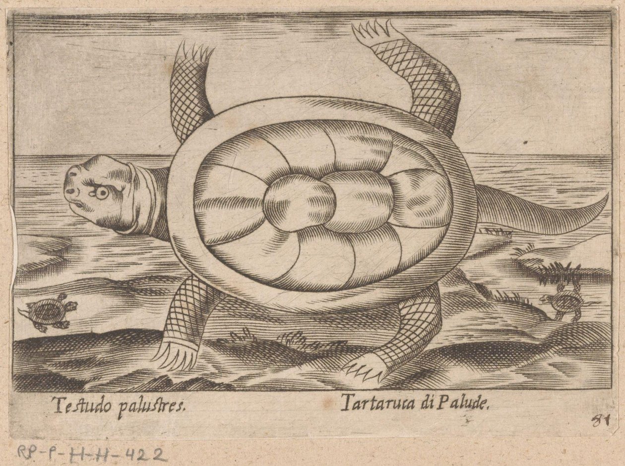 Moerasschildpad Testudo palustres/Tartaruca di Palude (cím a tárgyon) Dieren en fablewezens (sorozat címe) Nova raccolta de li animali piu curiosi del mondo (sorozat címe) alkotó: Antonio Tempesta