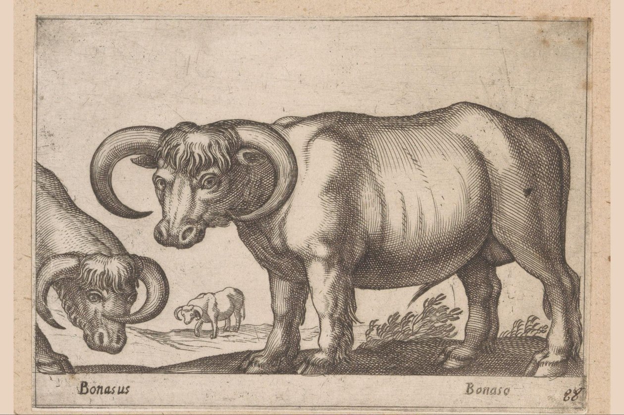 marha Bonasus/ Bonaso (cím a tárgyon) Állatok és mitikus lények (sorozat címe) Nova raccolta de li animali piu curiosi del mondo (sorozat címe) alkotó: Antonio Tempesta