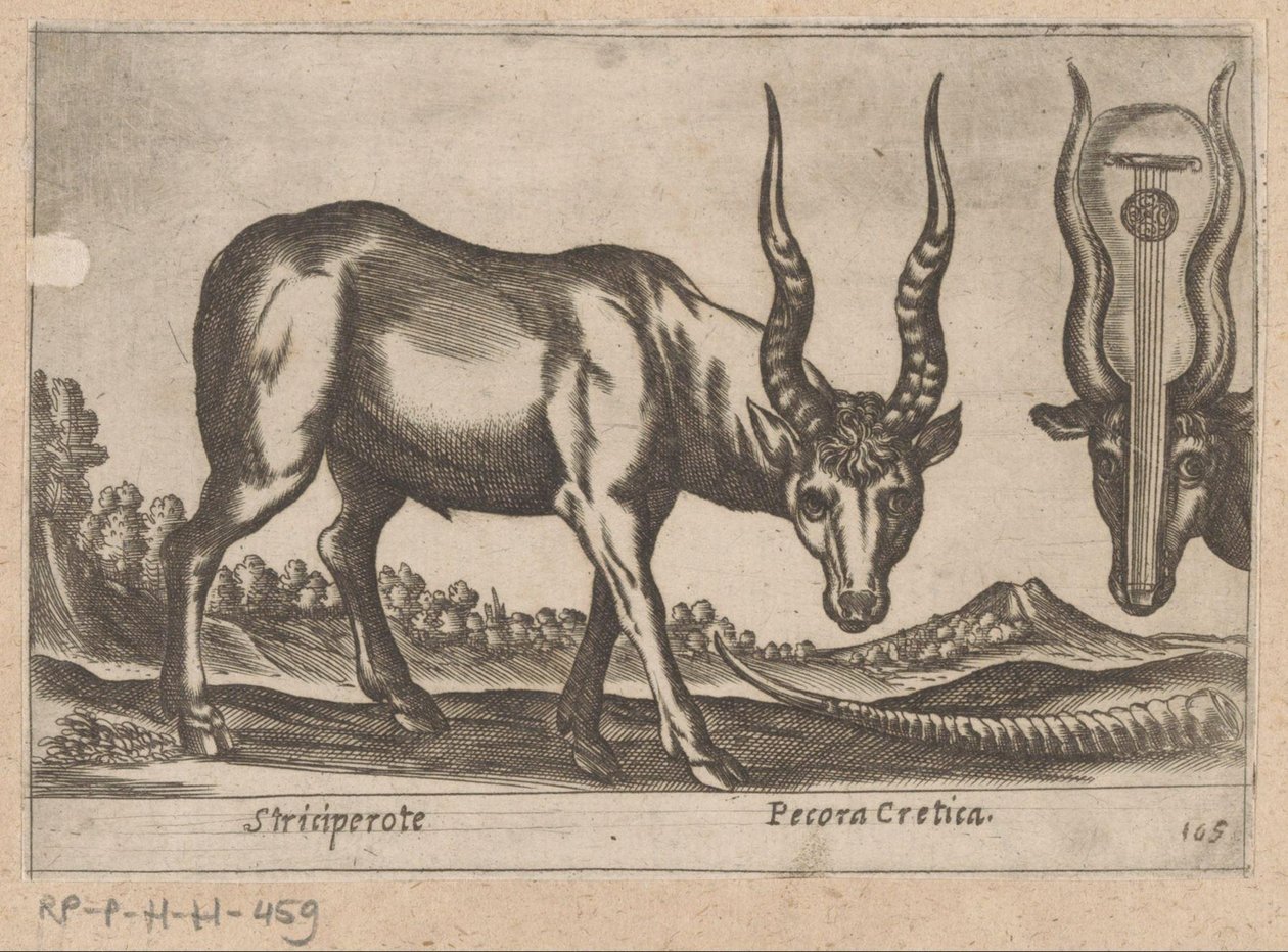 Két antilop Striciperote/ krétai szarvasmarha (cím a tárgyon) Dieren en fablewezens (sorozat címe) Nova raccolta de li animali piu curiosi del mondo (sorozat címe) alkotó: Antonio Tempesta