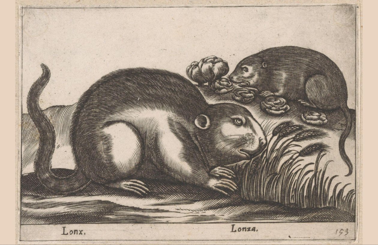 Két pézsmapocok Lonx/Lonza (cím az objektumon) Állatok és mitikus lények (sorozat címe) Nova raccolta de li animali piu curiosi del mondo (sorozat címe) alkotó: Antonio Tempesta