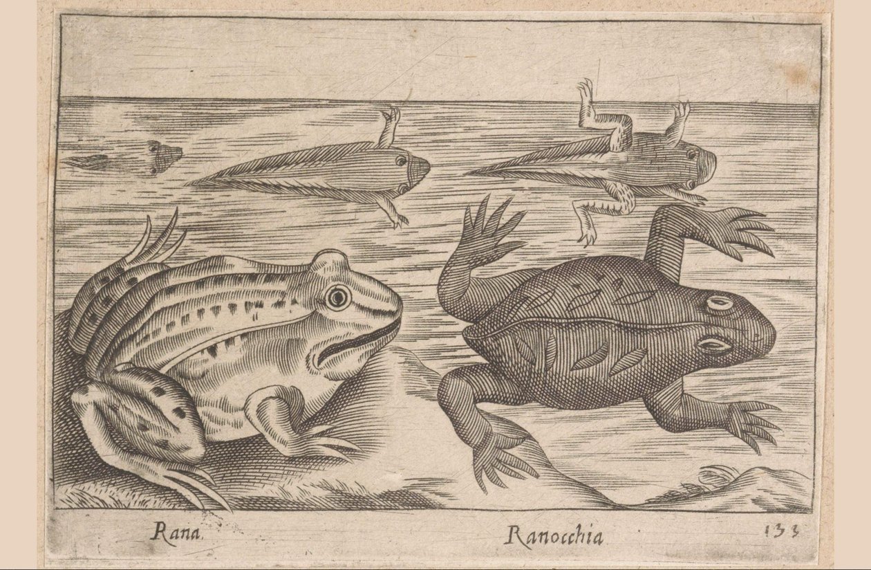 A béka öt szakasza Rana/ Ranocchia (cím a tárgyon) Állatok és mitikus lények (sorozat címe) Nova raccolta de li animali piu curiosi del mondo (sorozat címe) alkotó: Antonio Tempesta