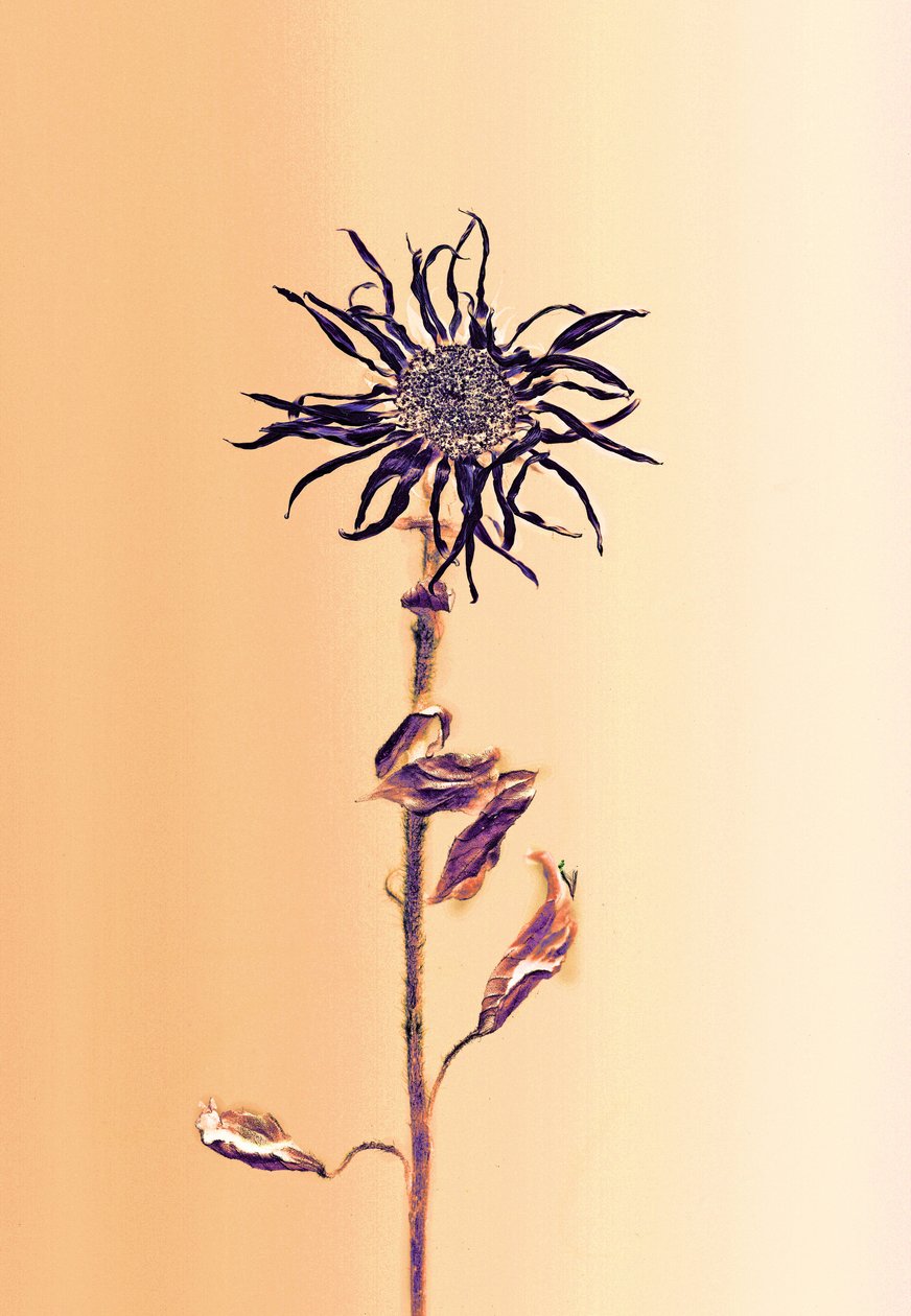  alkotó: Antonius Antonius