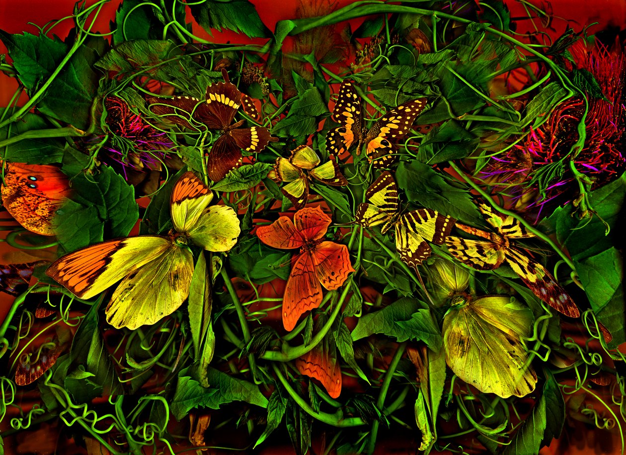  alkotó: Antonius Antonius