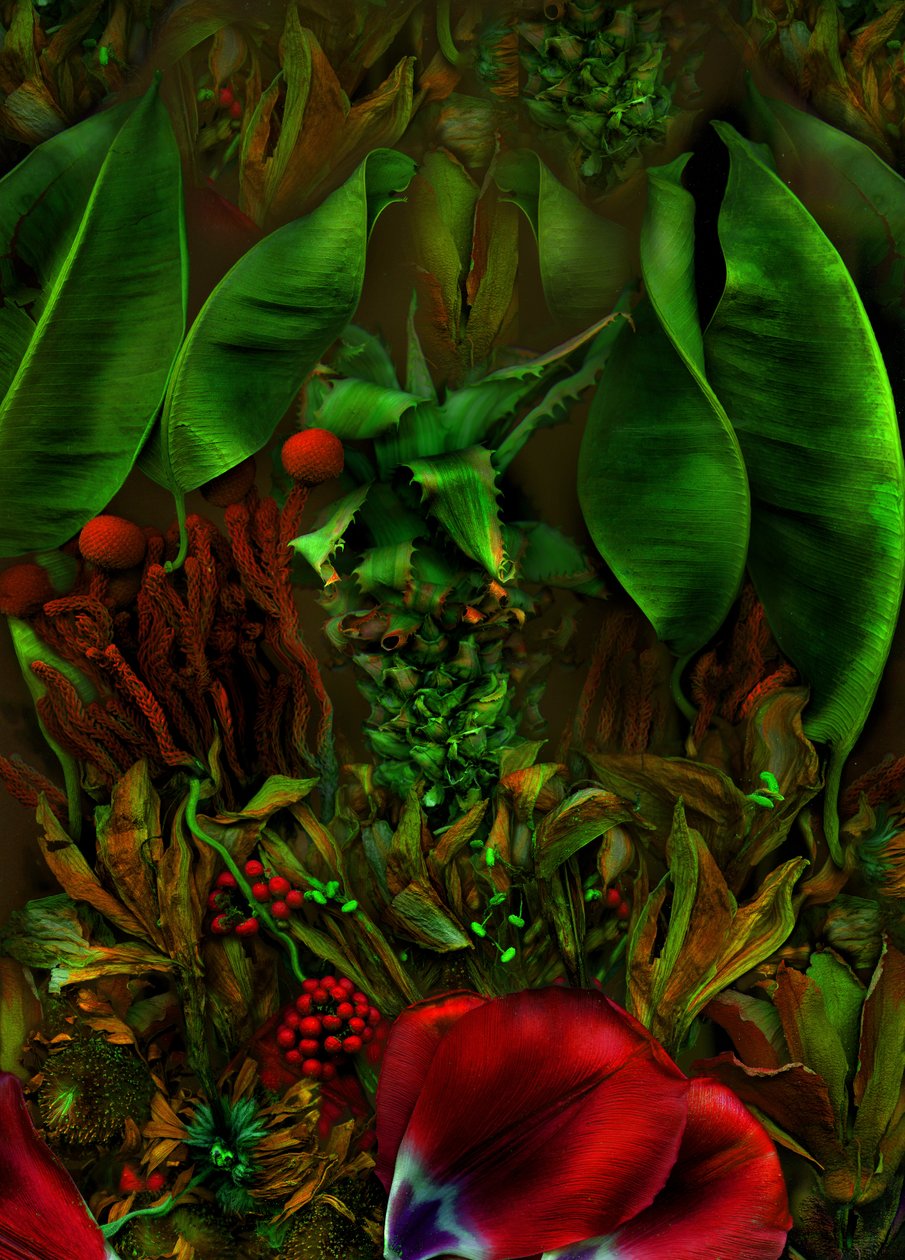  alkotó: Antonius Antonius