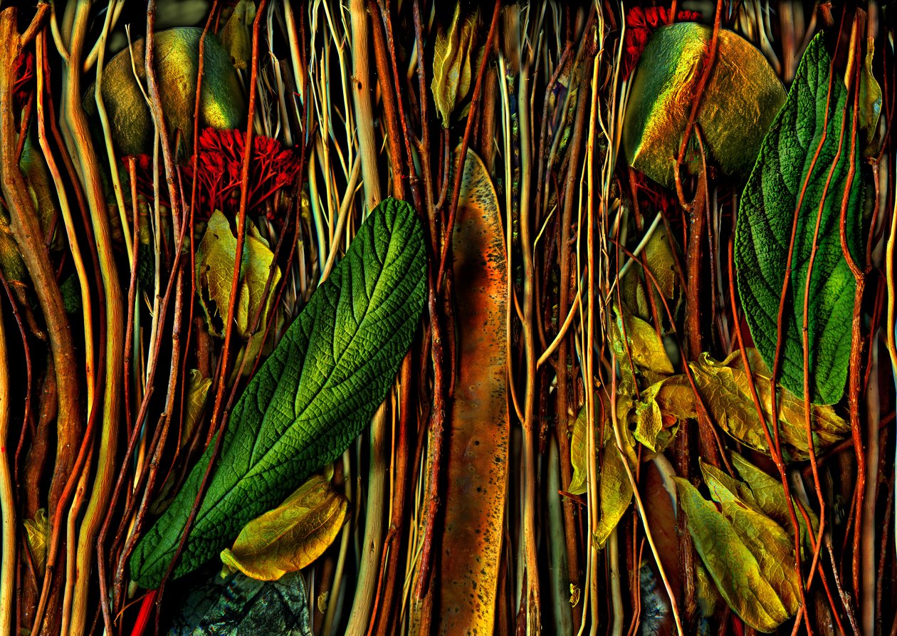  alkotó: Antonius Antonius