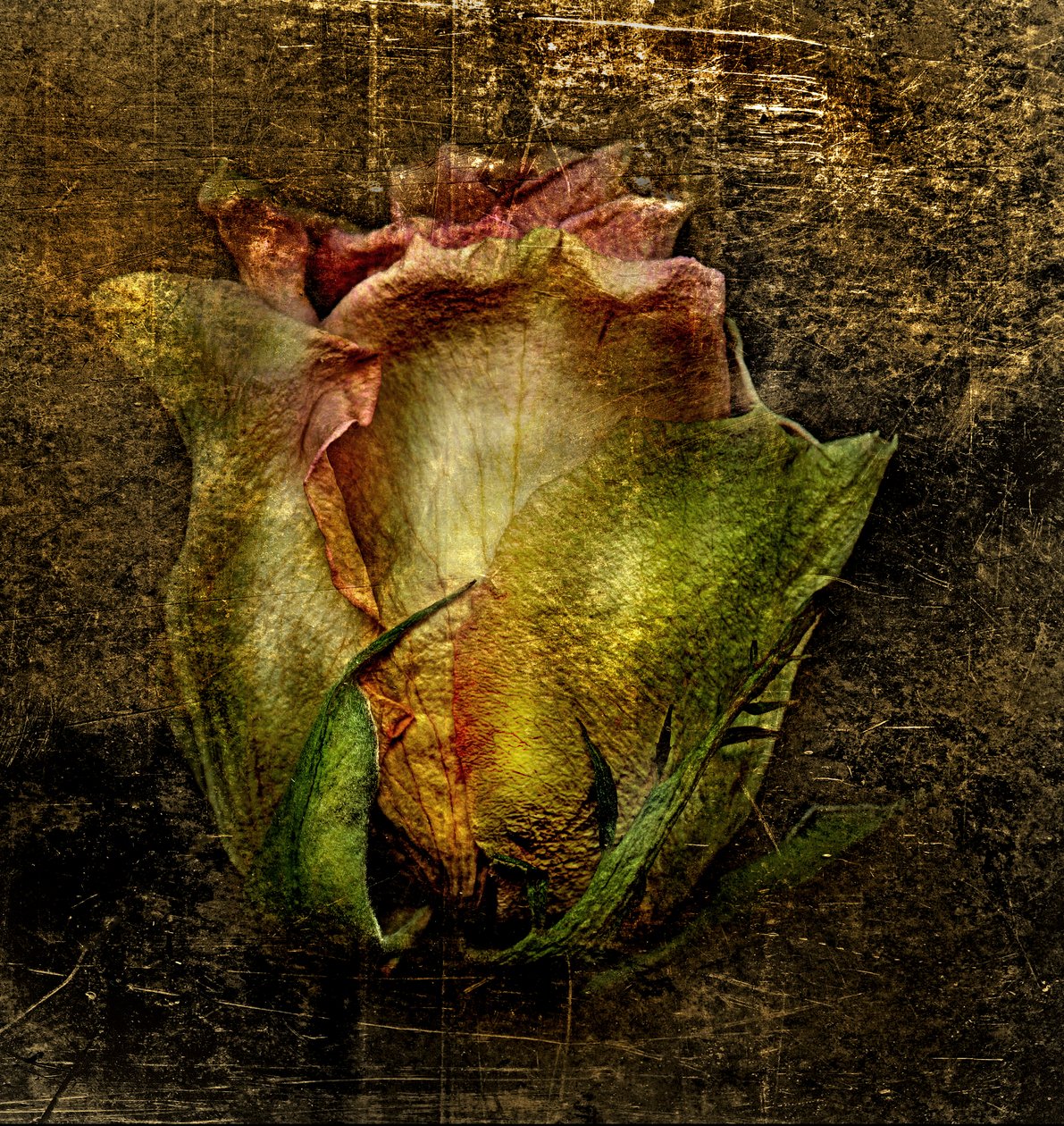  alkotó: Antonius Antonius