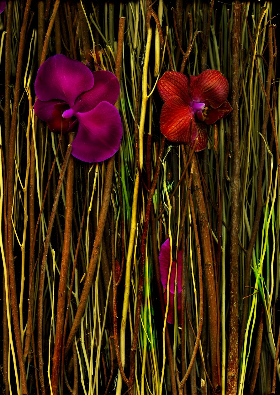  alkotó: Antonius Antonius