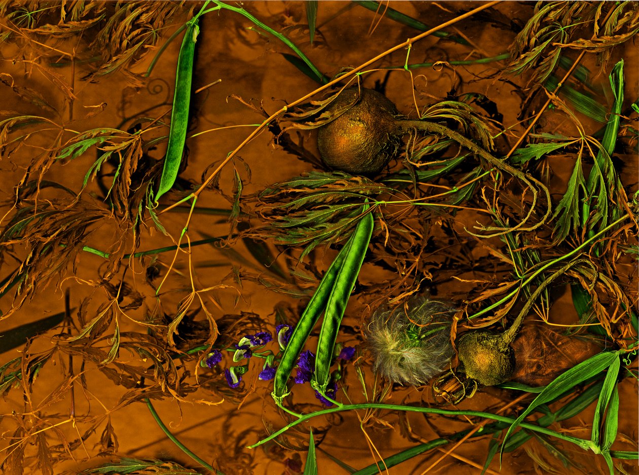  alkotó: Antonius Antonius