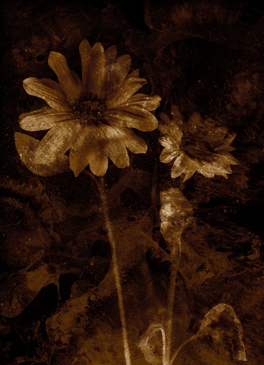  alkotó: Antonius Antonius