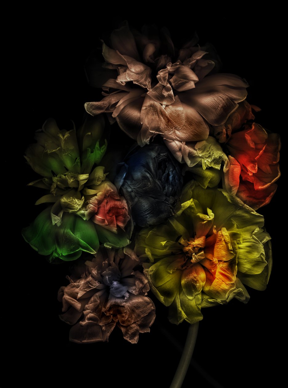  alkotó: Antonius Antonius