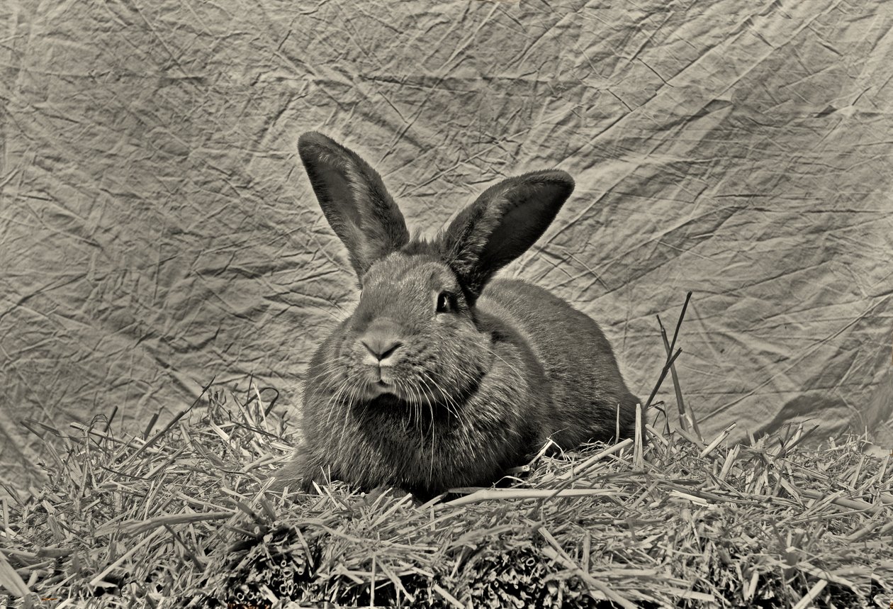  alkotó: Antonius Antonius