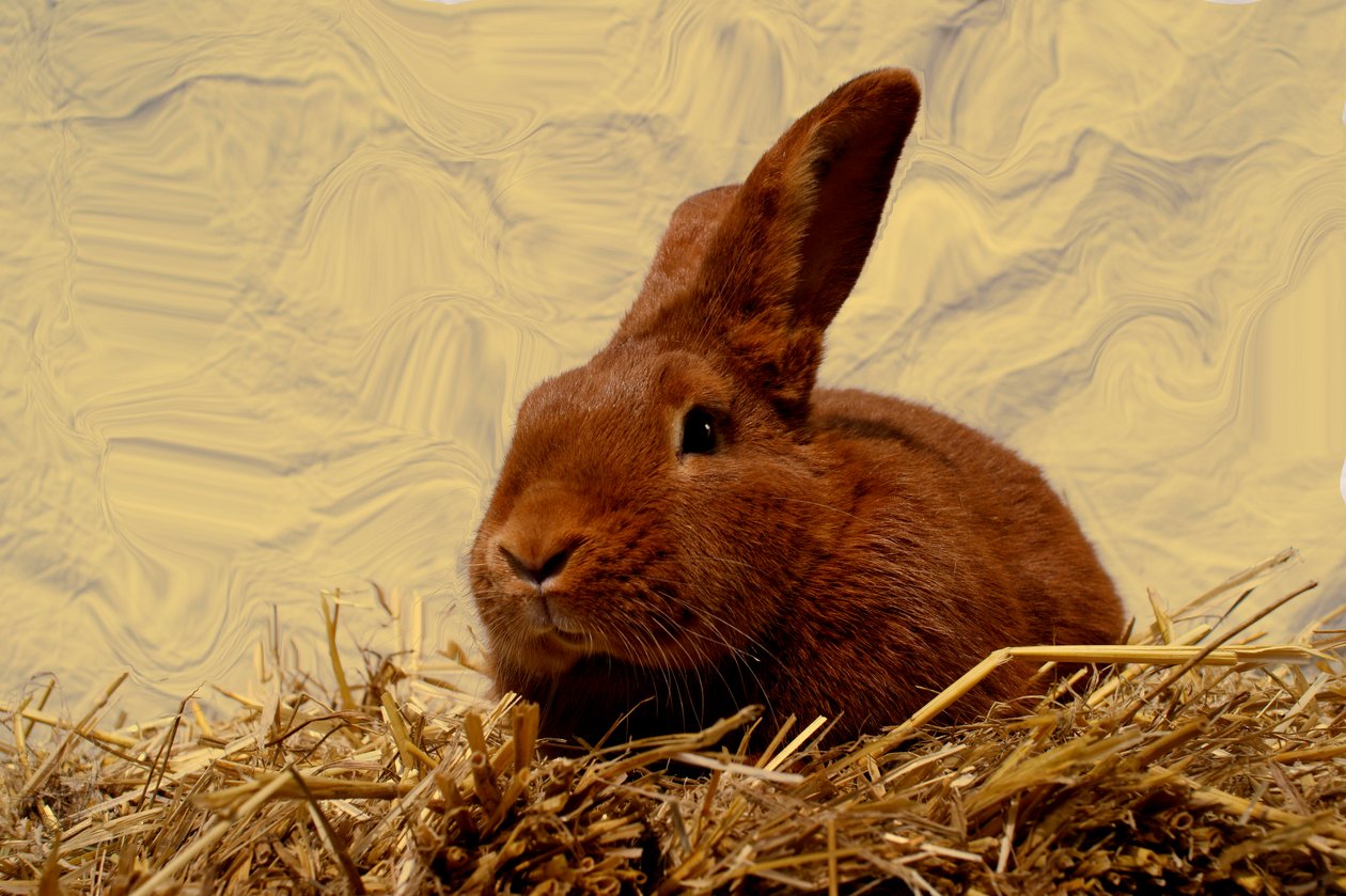  alkotó: Antonius Antonius