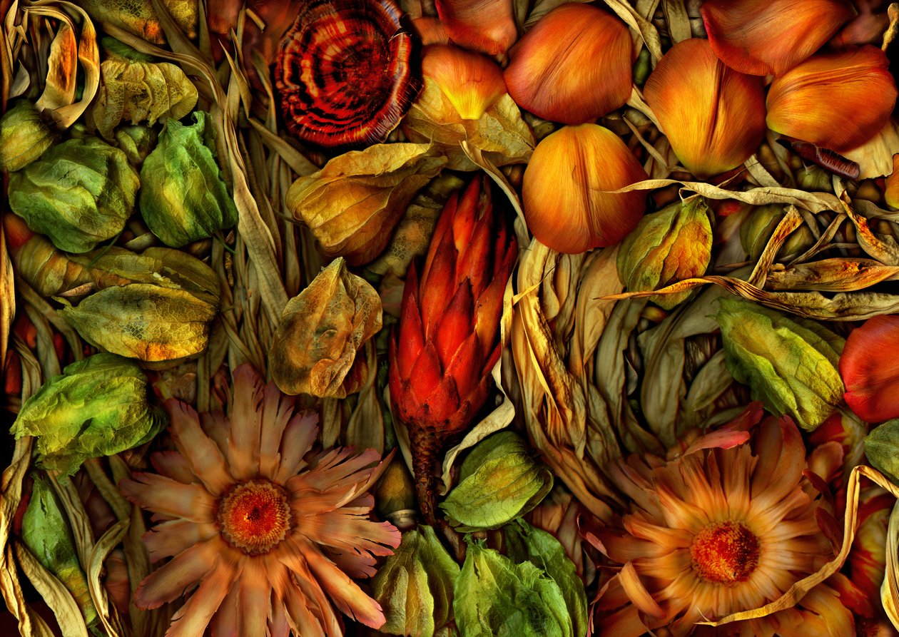  alkotó: Antonius Antonius