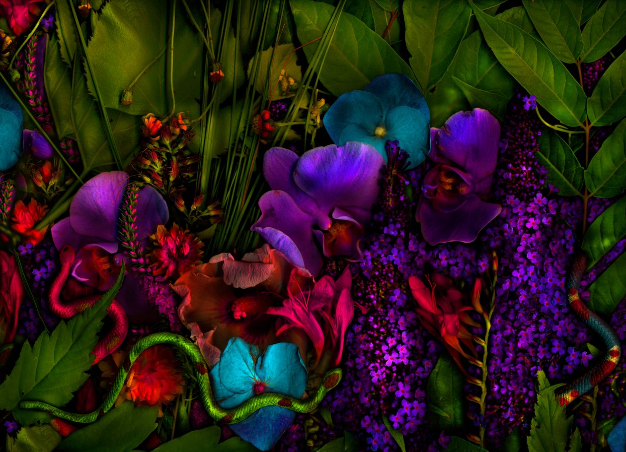  alkotó: Antonius Antonius