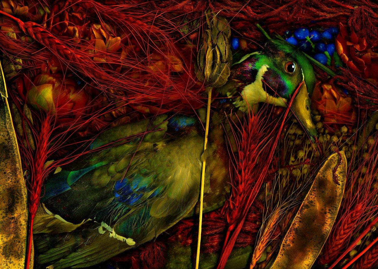  alkotó: Antonius Antonius