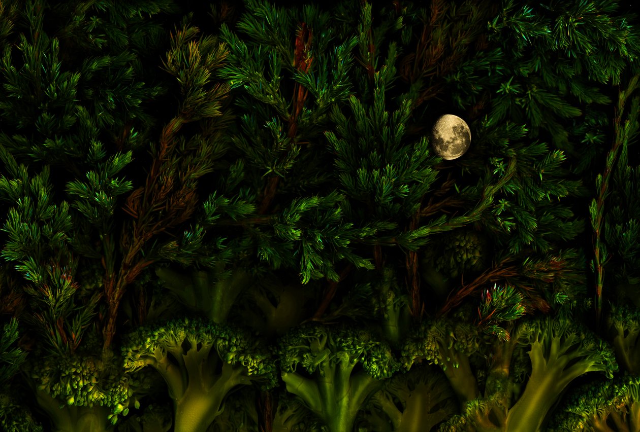  alkotó: Antonius Antonius