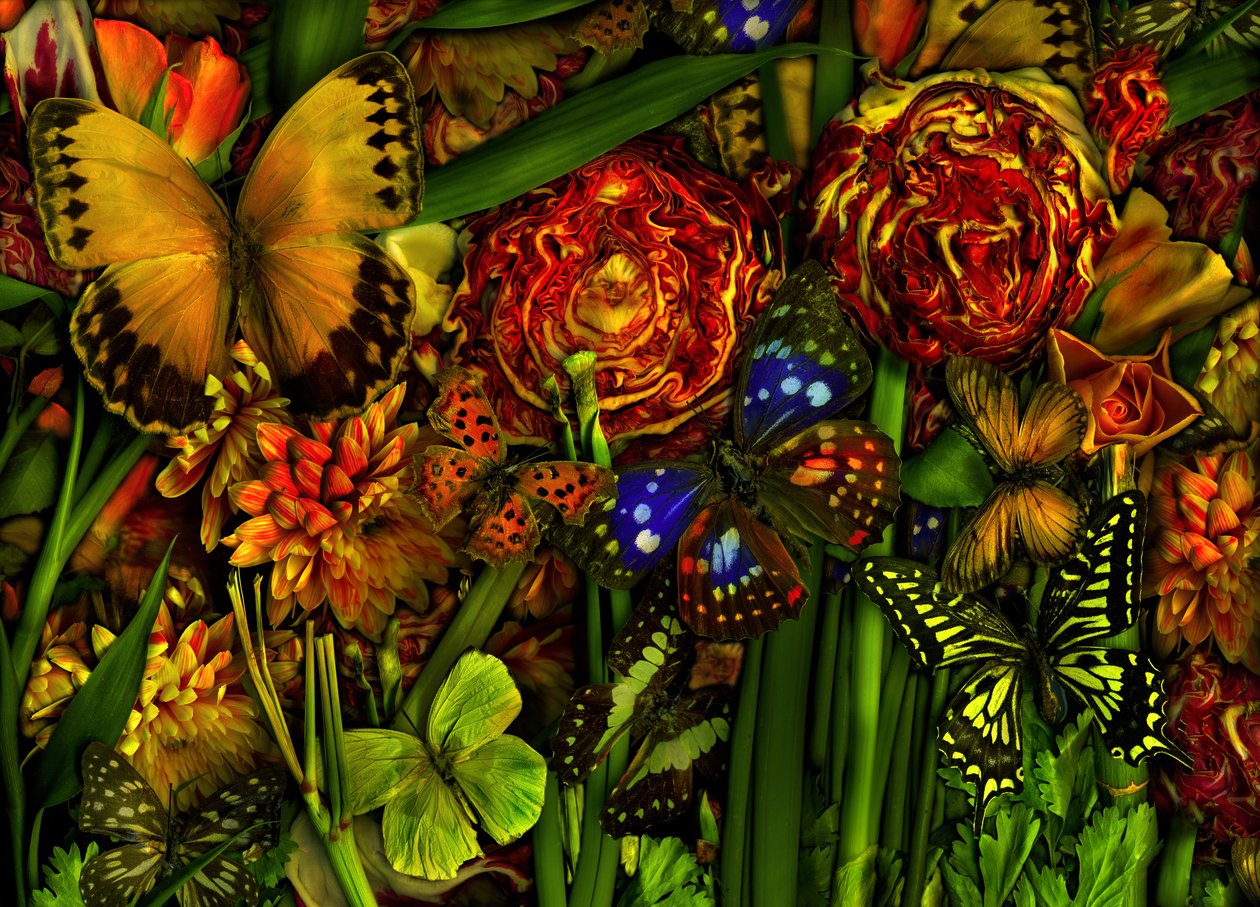  alkotó: Antonius Antonius