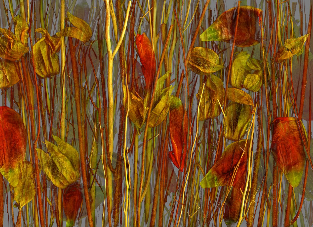  alkotó: Antonius Antonius