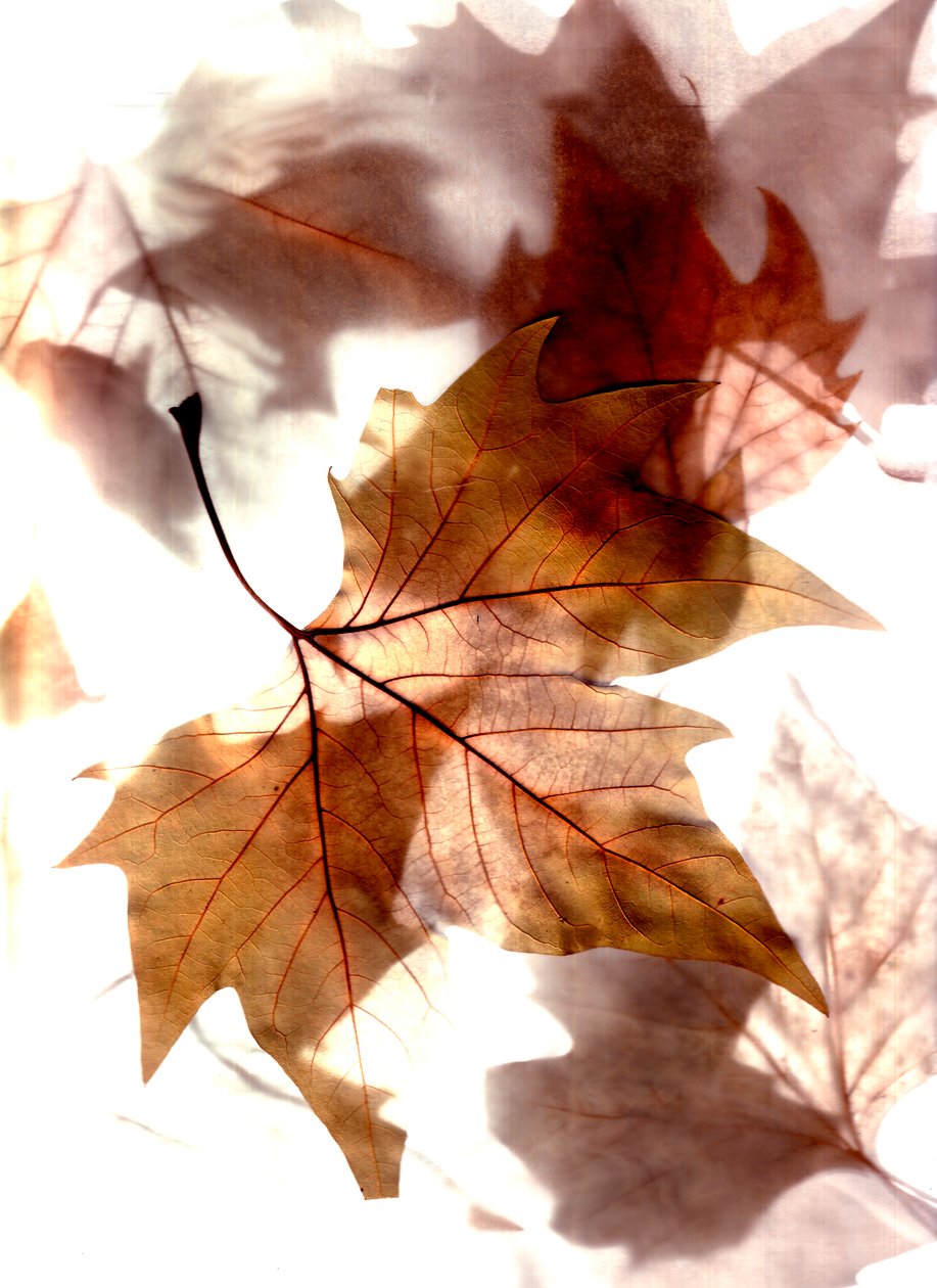  alkotó: Antonius Antonius