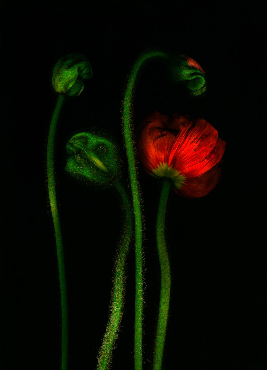  alkotó: Antonius Antonius