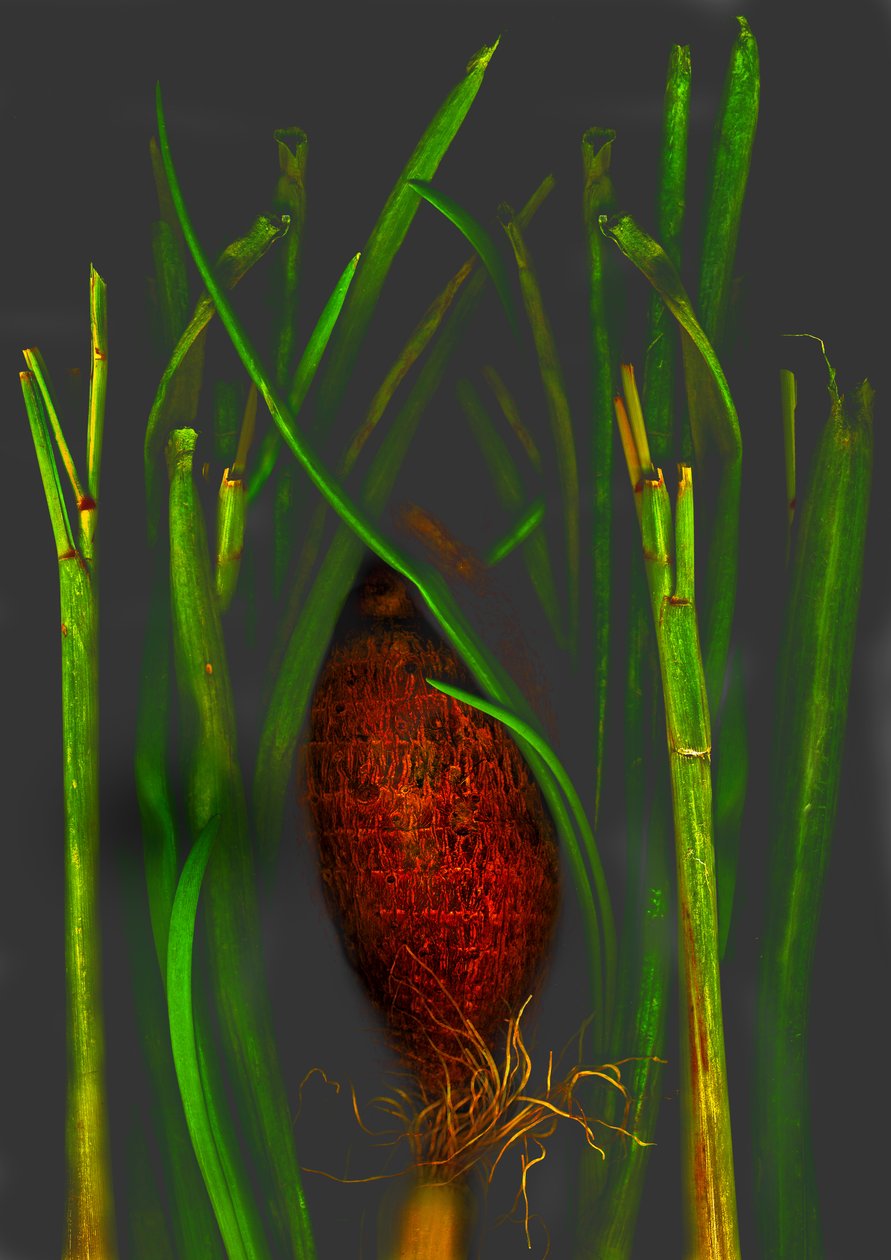  alkotó: Antonius Antonius