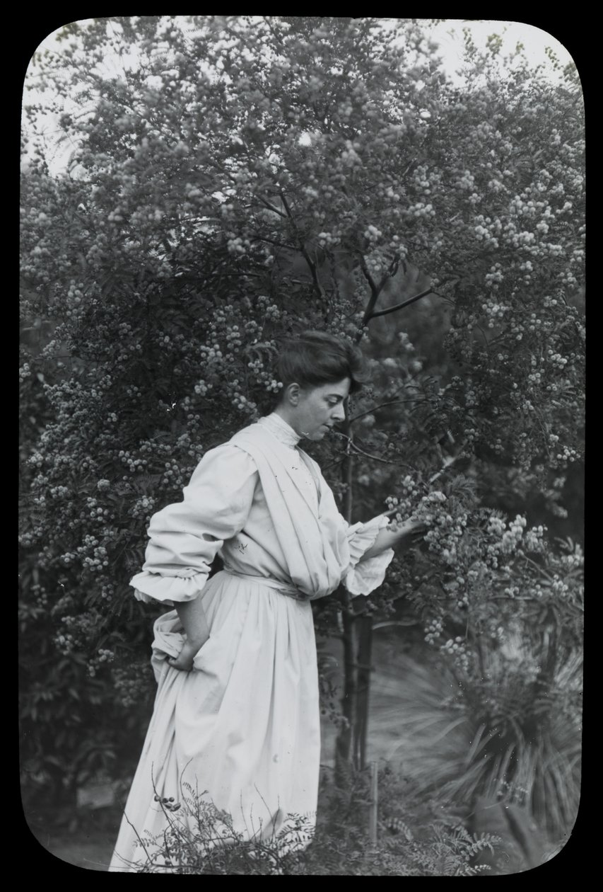 Amy Campbell és Wattle alkotó: Archibald James Campbell