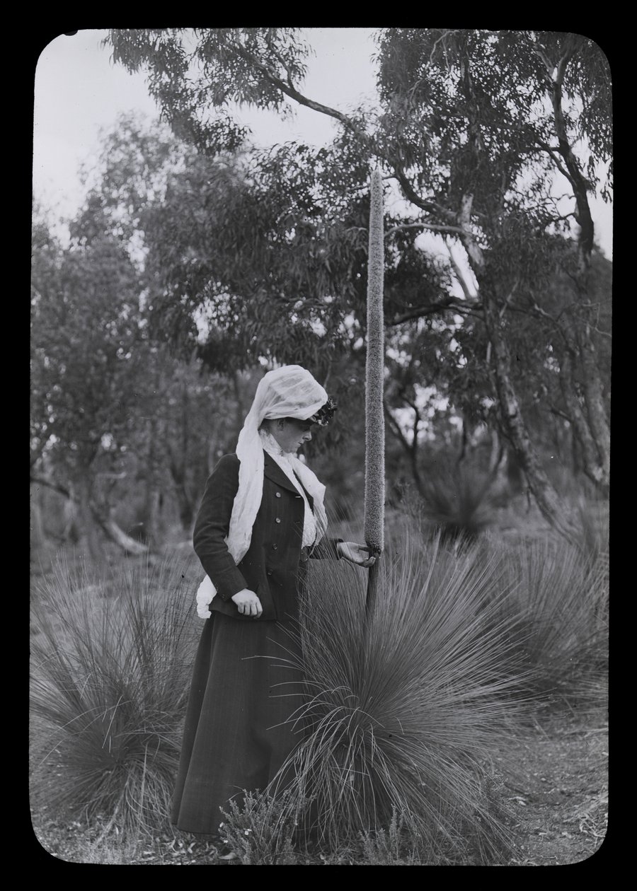 Amy és Xanthorrhoea alkotó: Archibald James Campbell