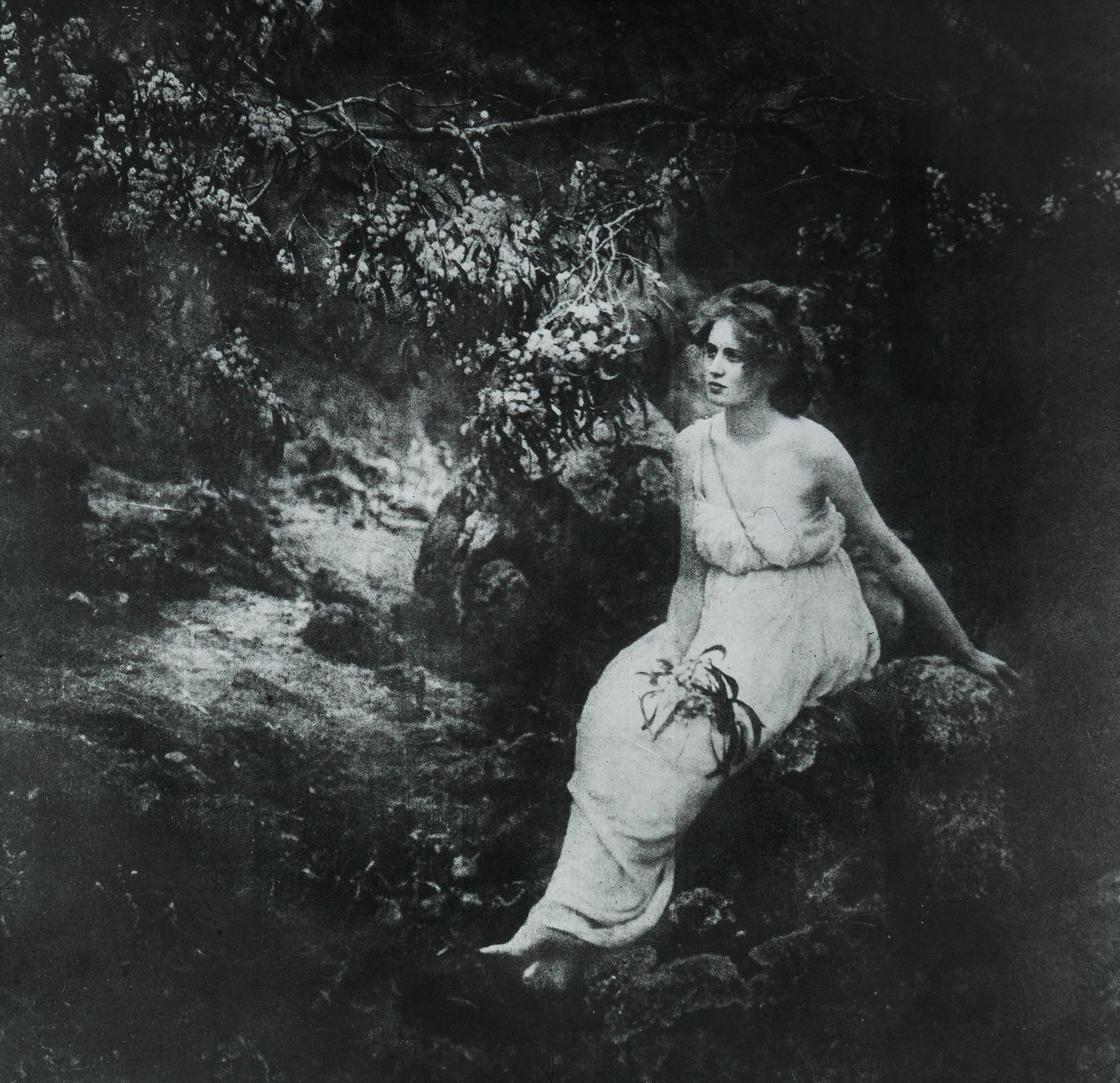 Parti Wattle, Acacia longifolia alkotó: Archibald James Campbell