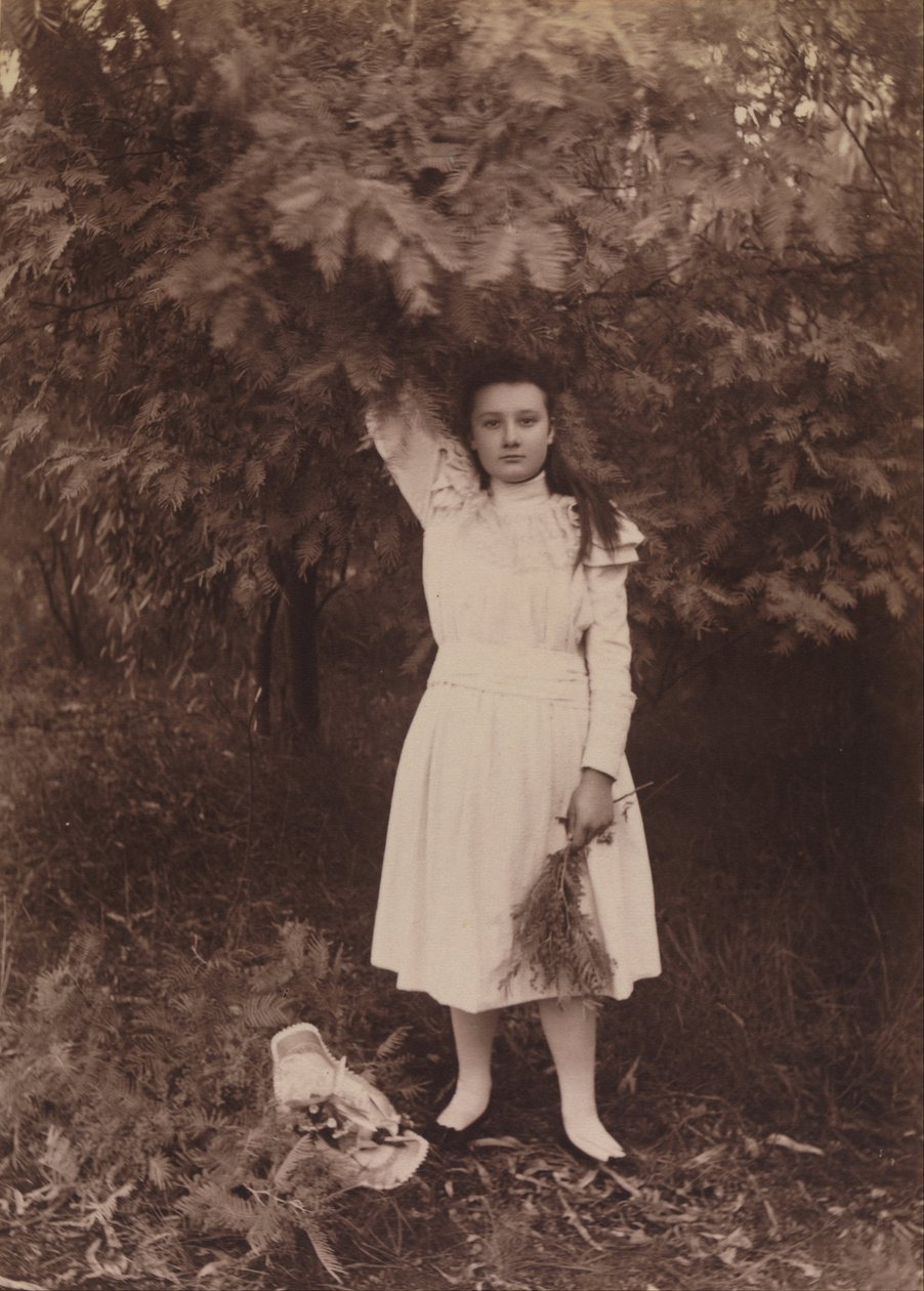 Silver Wattle, Acacia dealbata alkotó: Archibald James Campbell