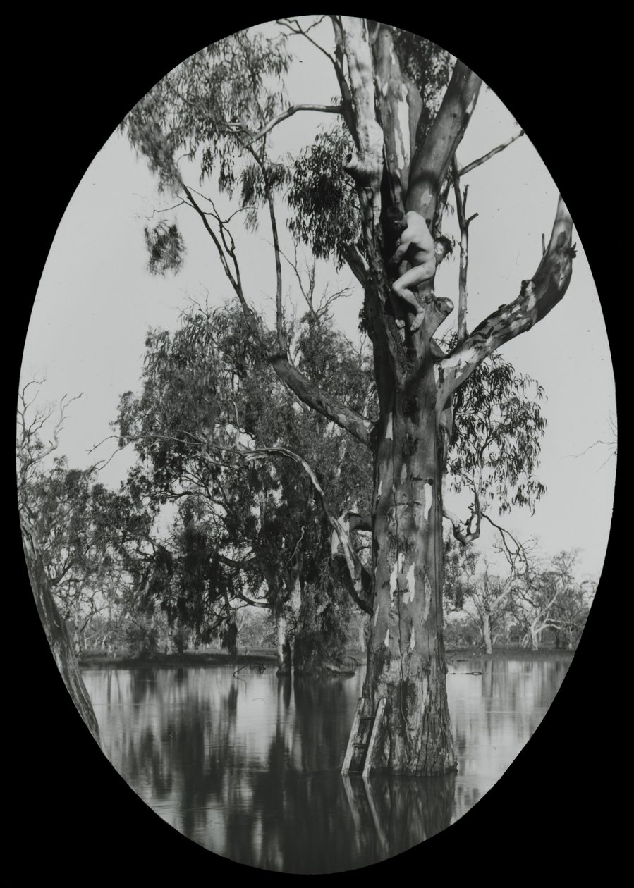 Fakacsa fészek bevétele alkotó: Archibald James Campbell