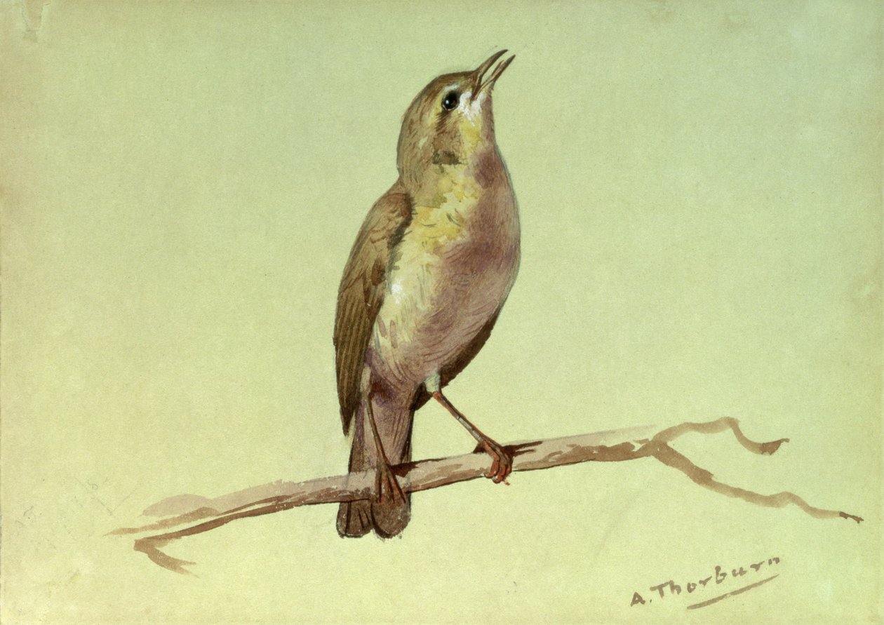 Egy pacsirta (wc fehérrel megerősítve) alkotó: Archibald Thorburn