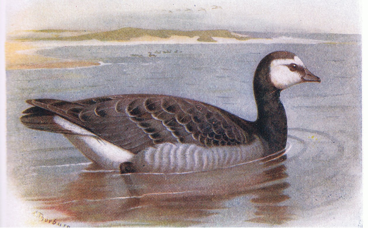 Barnacle Goose alkotó: Archibald Thorburn
