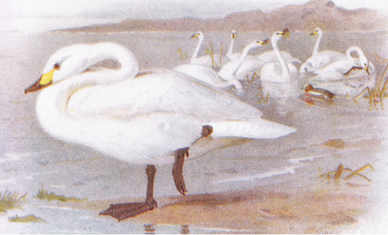 Bewick hattyúja alkotó: Archibald Thorburn