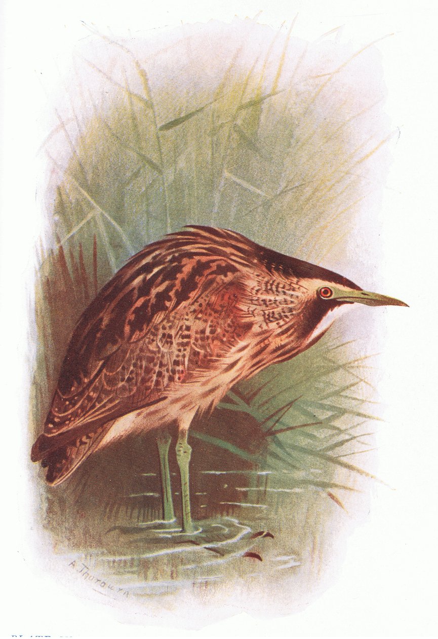 Keselyű, a Longmans által kiadott Brit madarakból, 1932 alkotó: Archibald Thorburn