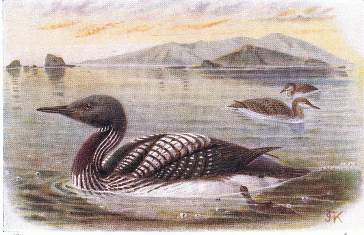 Fekete torok búvár alkotó: Archibald Thorburn