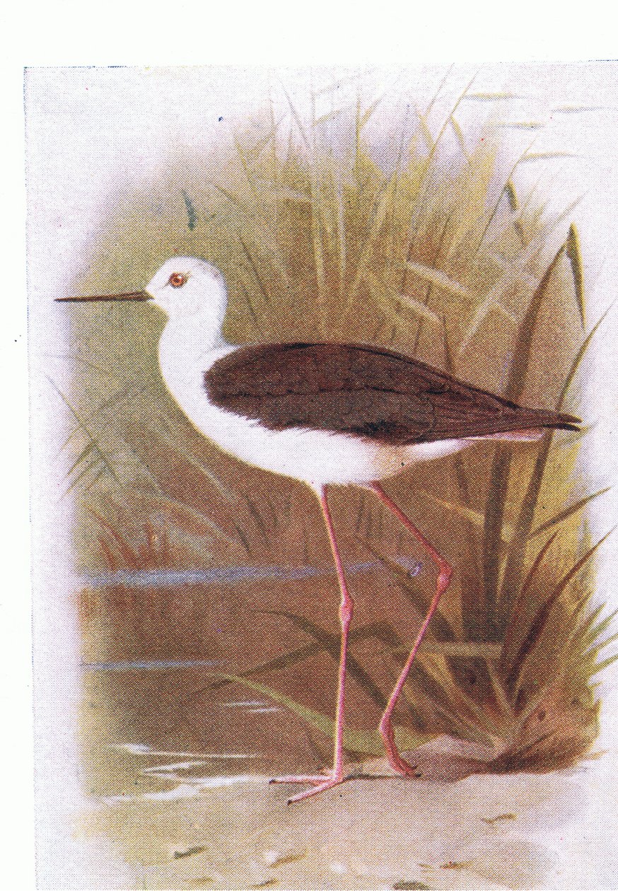 Black Winged Stilt, a Frederick Warne & Co Ltd, 1958-ban megjelent Birds of the British Isles and Their Eggs című könyvből. alkotó: Archibald Thorburn