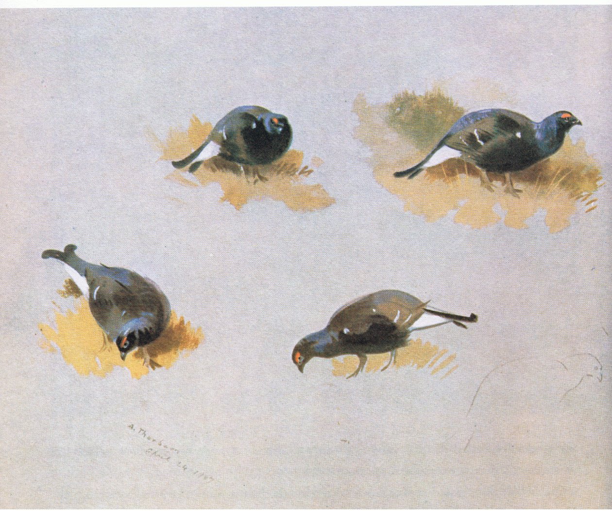 Blackcock tanulmányok, kocsma. írta: Book Club Associates, 1972 alkotó: Archibald Thorburn