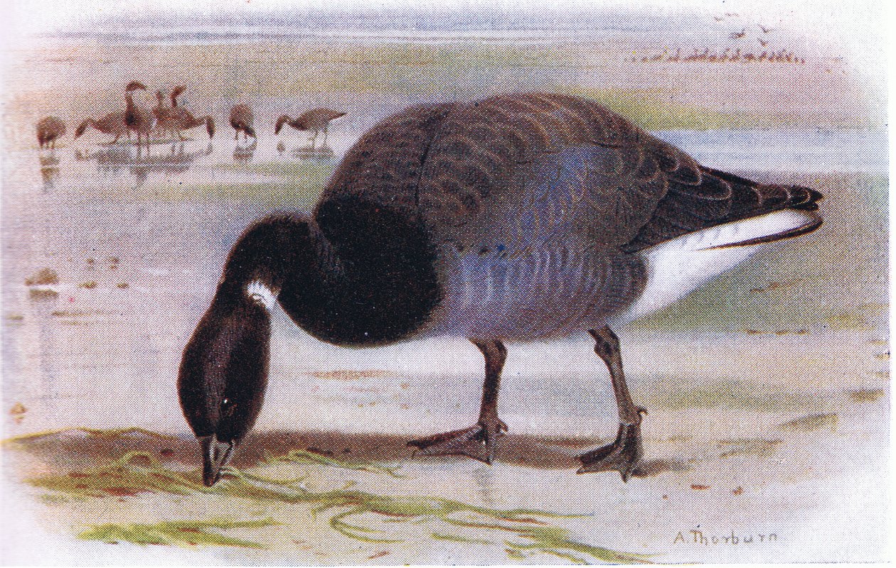 Brent Goose alkotó: Archibald Thorburn