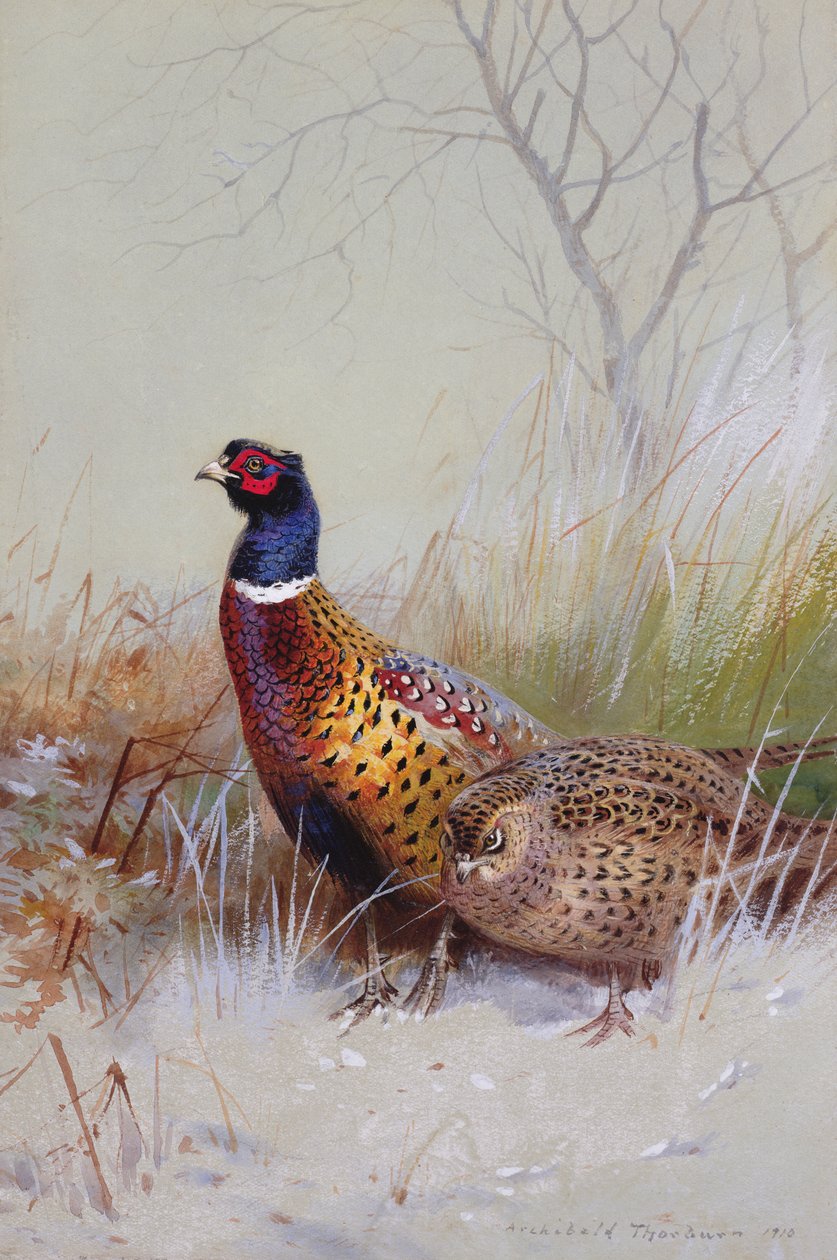 Kínai gyűrűsnyakú fácánok a hóban, 1910 (wc és gouache papíron) alkotó: Archibald Thorburn