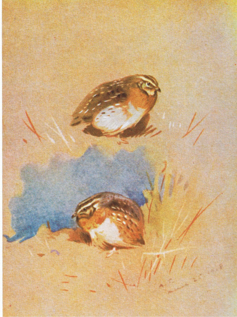 Közös Partridge-tanulmányok, pub. írta: Book Club Associates, 1972 alkotó: Archibald Thorburn