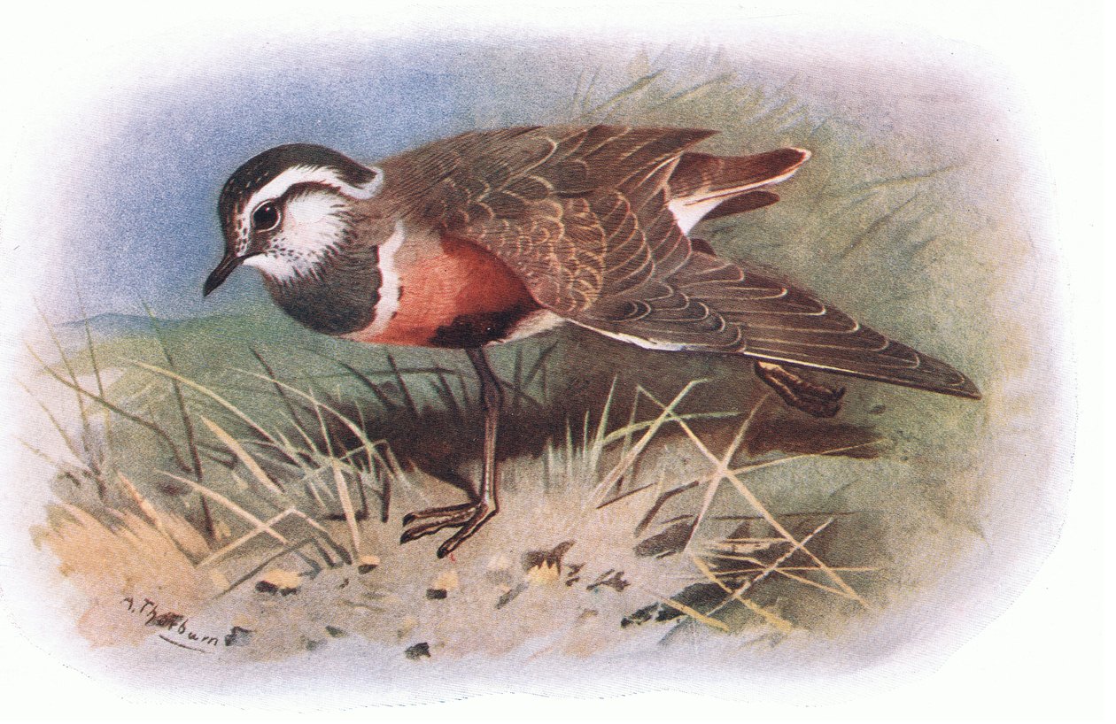 Dotterell, a Longmans által kiadott British Birds-ből, 1932 alkotó: Archibald Thorburn