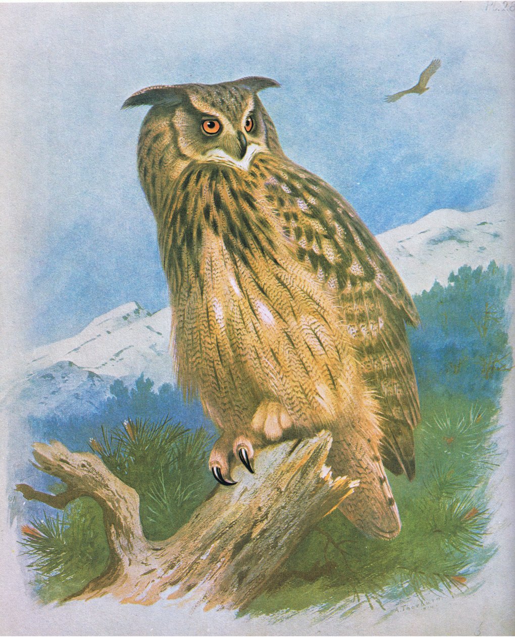 Sasbagoly, kocsma. írta: Book Club Associates, 1972 alkotó: Archibald Thorburn