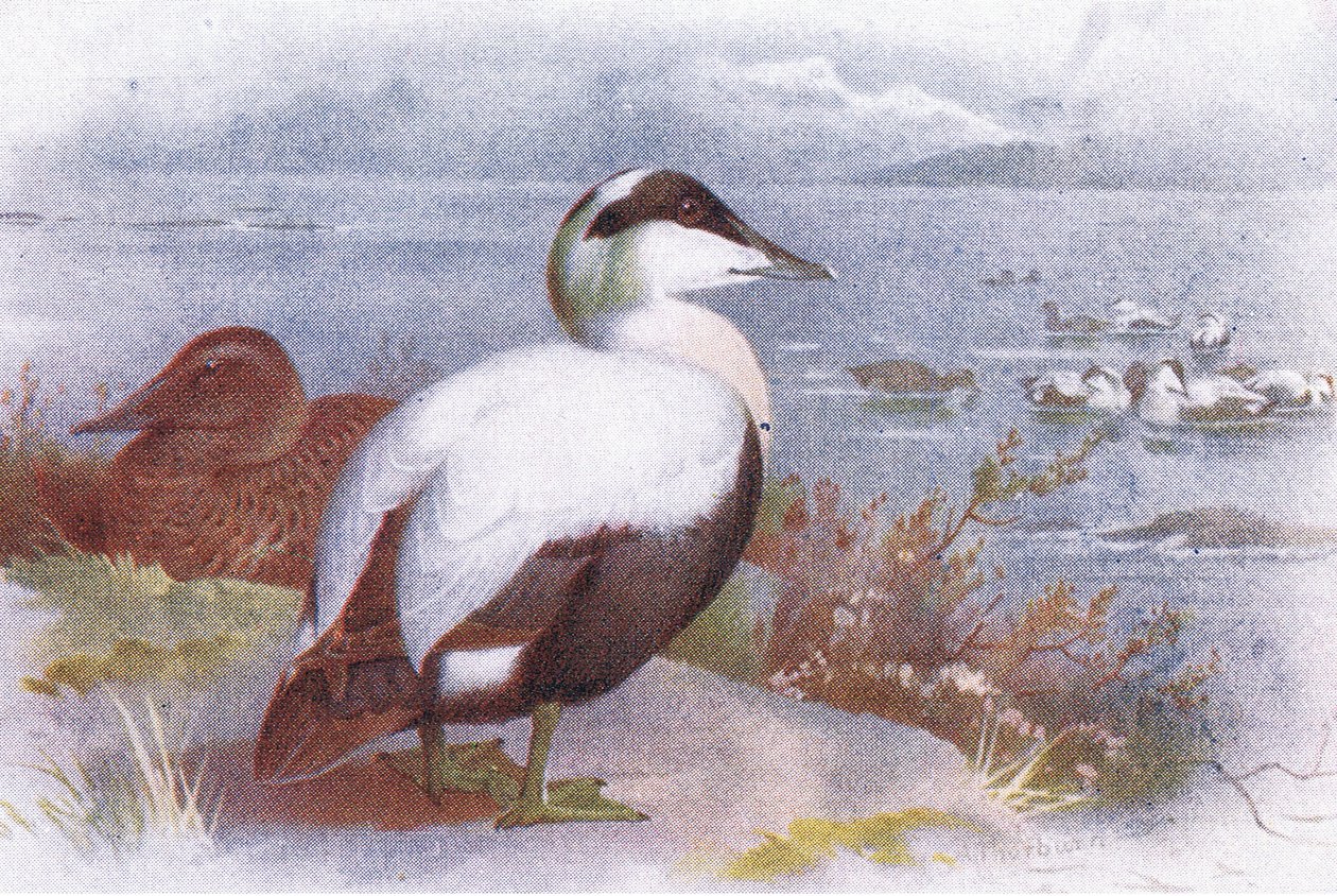 Dunnalúd alkotó: Archibald Thorburn