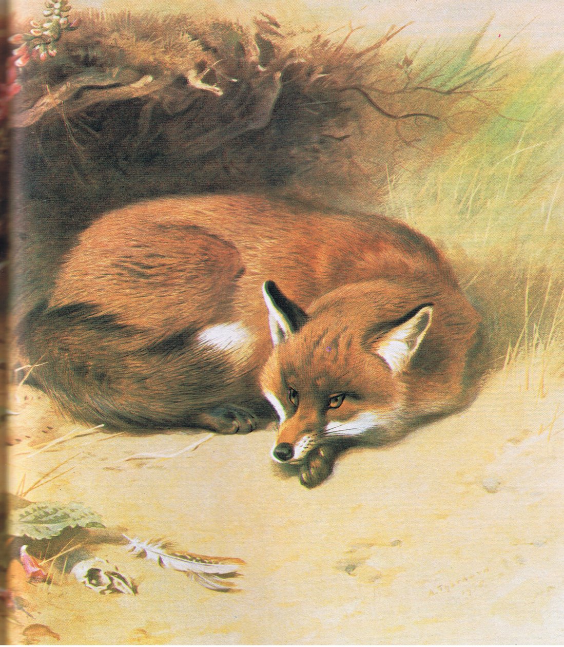 Fox, kiadó: Book Club Associates, 1972 alkotó: Archibald Thorburn