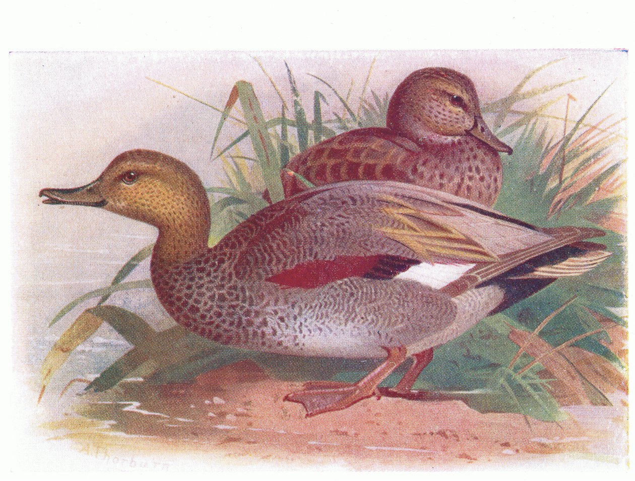 Gadwall alkotó: Archibald Thorburn