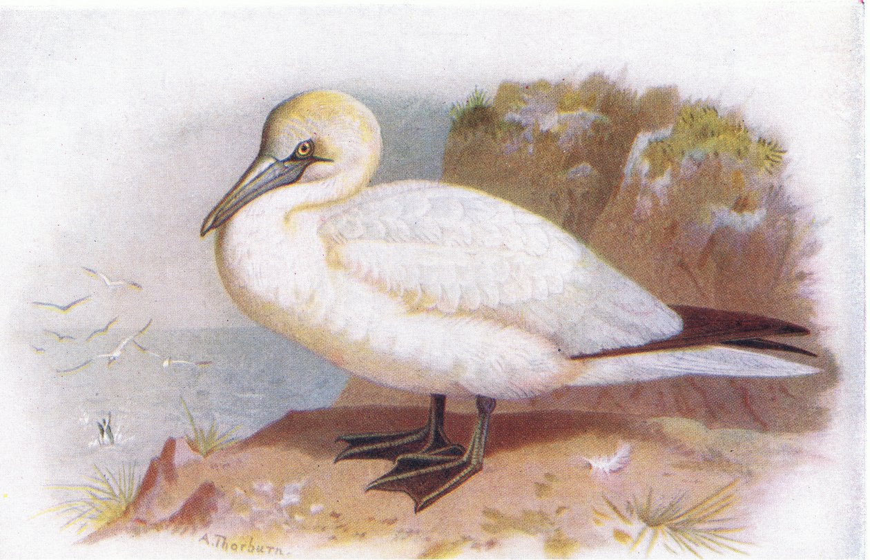 Gannet alkotó: Archibald Thorburn