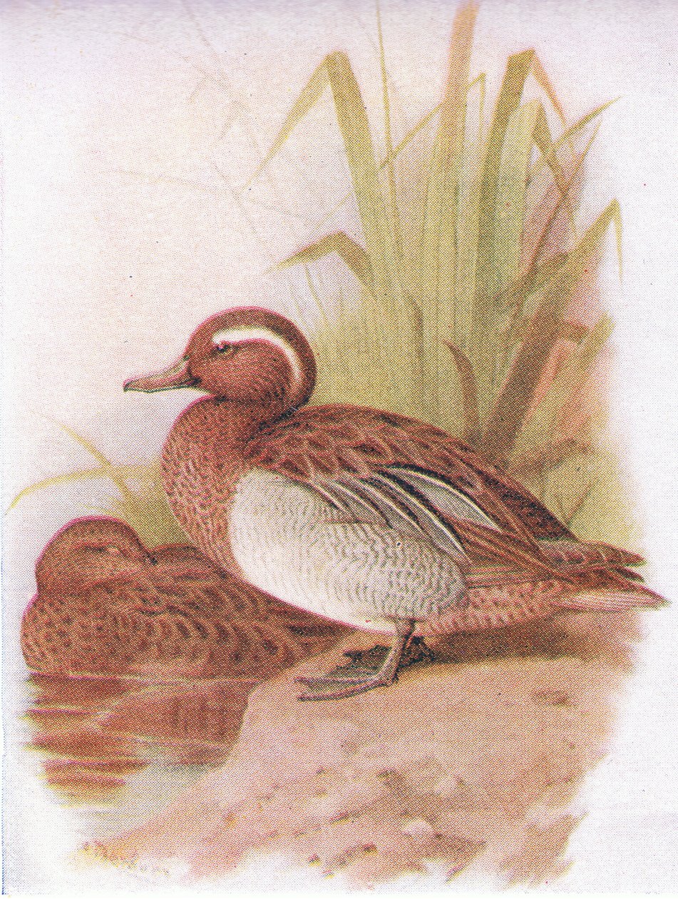 Garganey alkotó: Archibald Thorburn