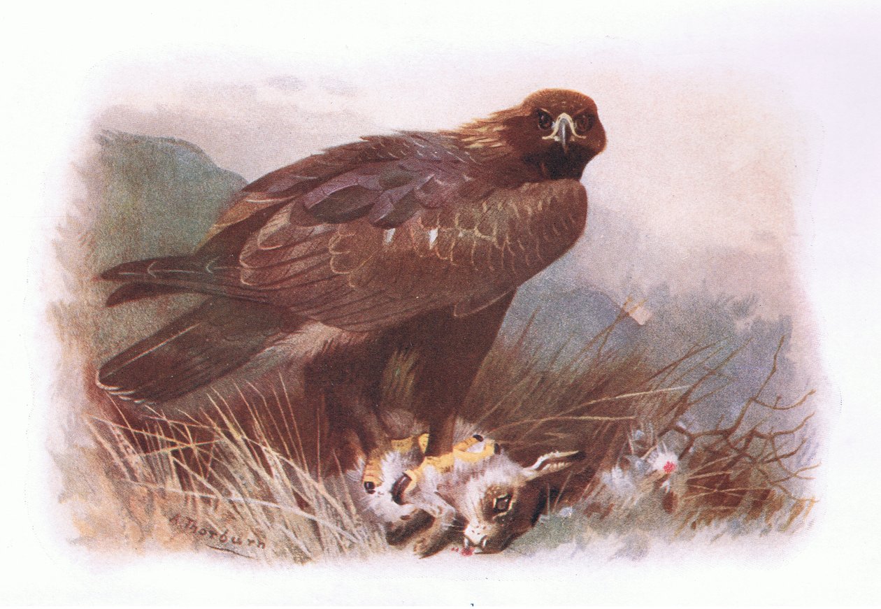 Golden Eagle, a British Birdsből, a Longmans kiadásában, 1932 alkotó: Archibald Thorburn