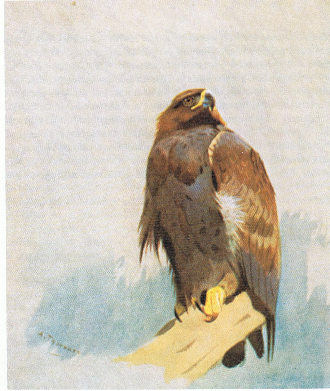 Golden Eagle tanulmányok, kocsma. írta: Book Club Associates, 1972 alkotó: Archibald Thorburn