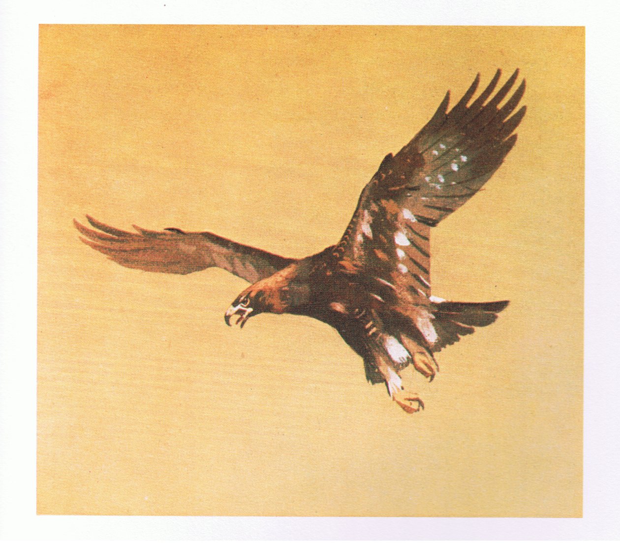Golden Eagle tanulmányok, kocsma. írta: Book Club Associates, 1972 alkotó: Archibald Thorburn